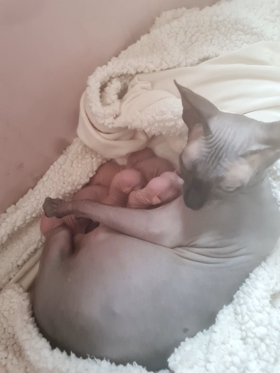 Canadian sphynx Babies Daddy Tica registered