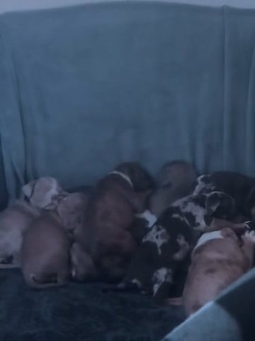 Standard American Bully Puppys