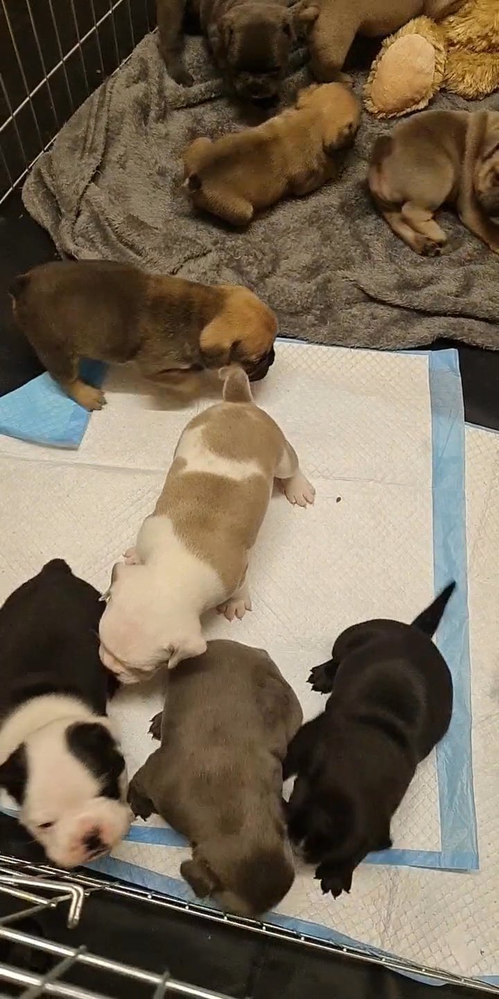 beautiful Frenglish bulldogs