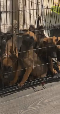 Belgian Malinois