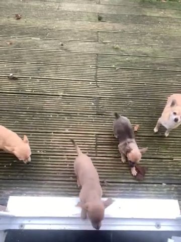 Miniature chihuahuas