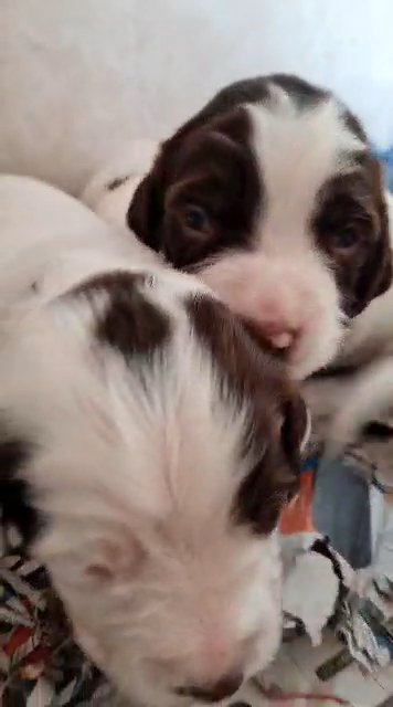 english springer spaniel puppies