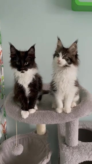 GCCF Pedigree Maine Coon Kittens
