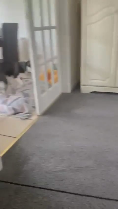 husky for rehome