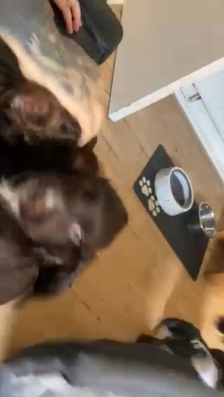 Baby Puppies To Go ❤️