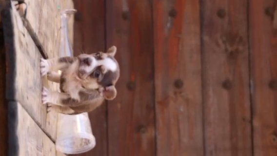 ROJO TAN PANDA CARRYING FLUFFY