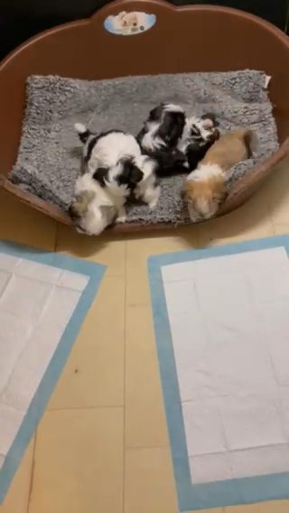 Little Shih Tzu Fur Balls need a forever home