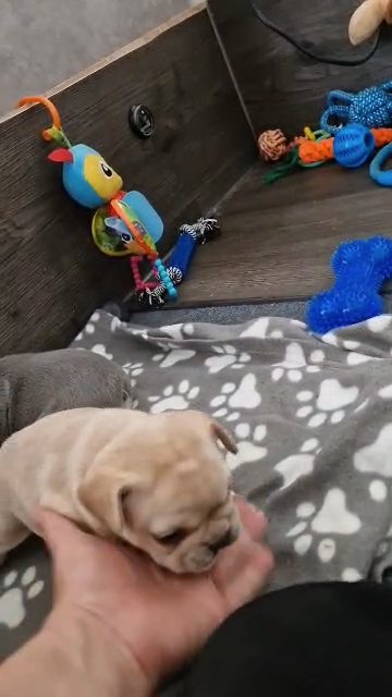 French Bulldog puppies KC Registered