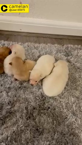 Pomeranian pure bred puppies