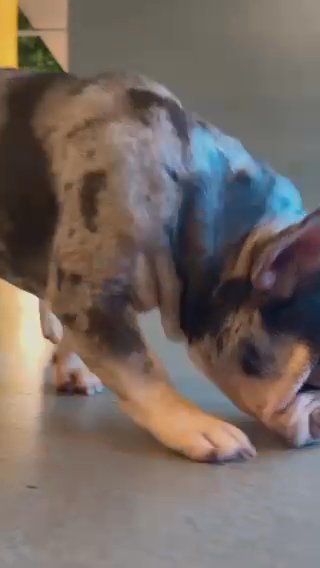 GHOST - CHOC & TAN MERLE STUD (FRENCHIE)