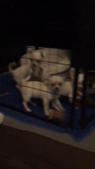 Real Quality Tiny Girl And Tiny Boy White Smoothcoat Chihuahuas