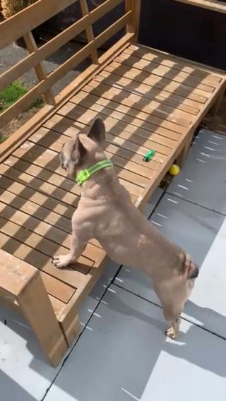 French Bulldog Blue Fawn Bitch