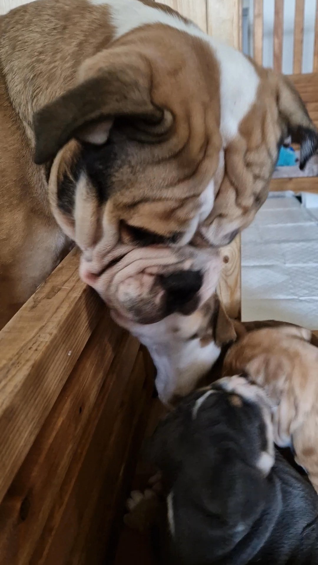 8 Purebred Olde English Bulldogges for sale
