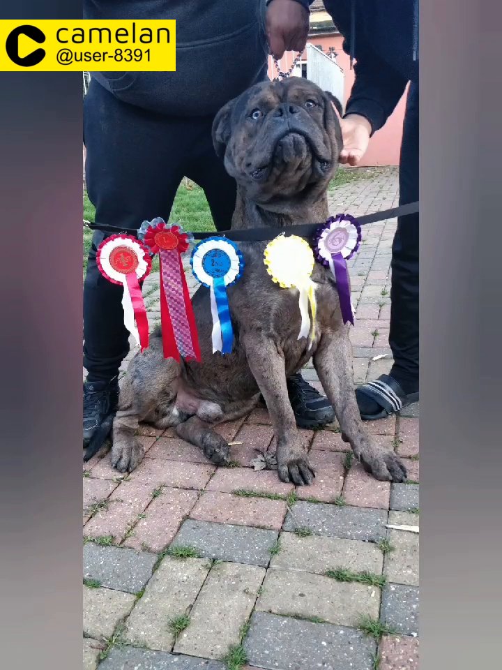 STUD DOG ONLY