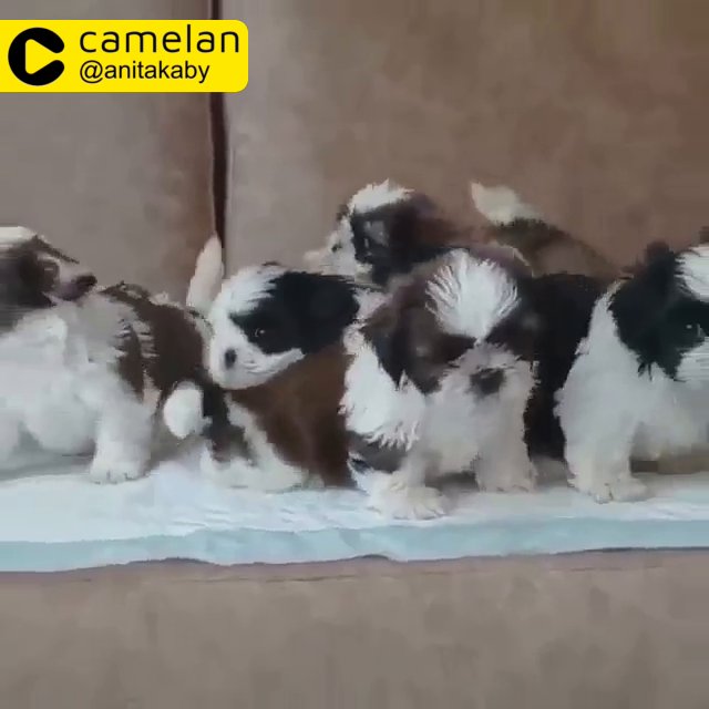 Shih Tzu Puppies
