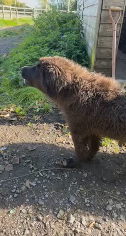Caucasian Shepherd Pup