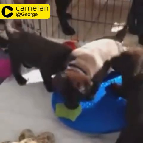 Labrador retriever