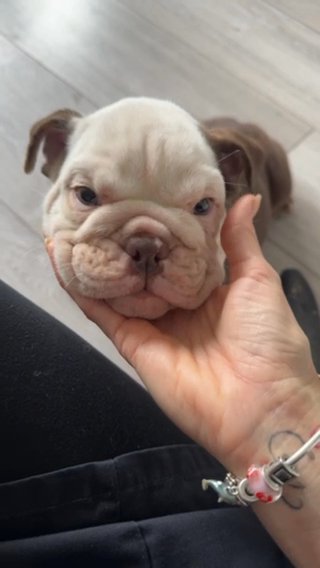 Beautiful Choc Tri English Bulldog