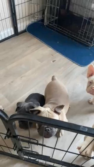 French bulldogs ready for their new homes