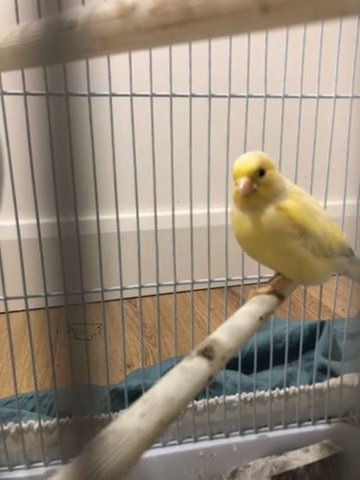 Beautiful Canary For Sale