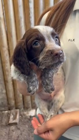 Cocker Spaniels