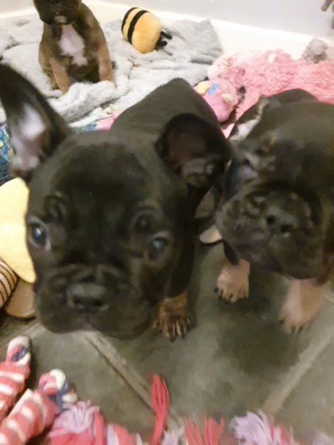French Bulldog Puppies