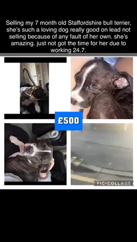 Staffy