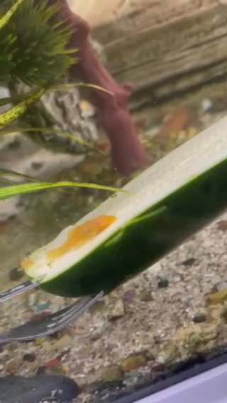 albino bristlenose pleco
