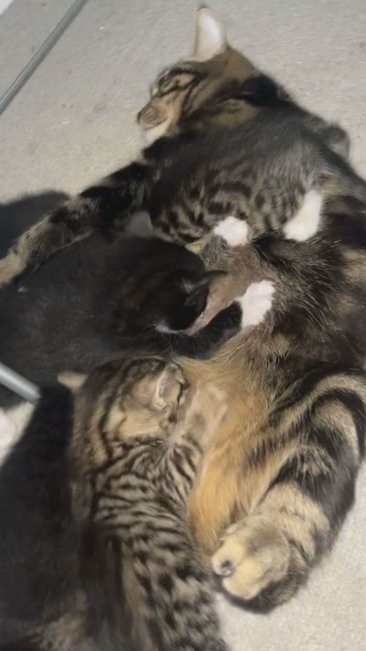 Kittens available