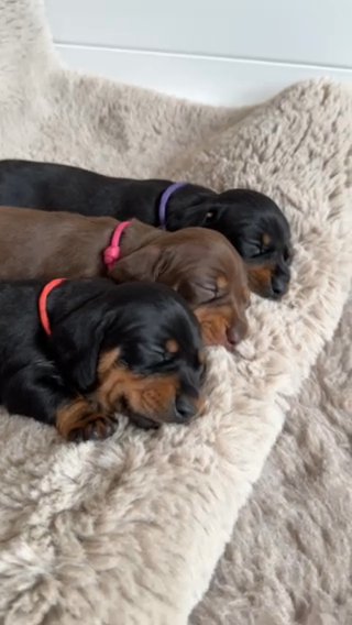 KC Registered Miniature Dachshunds