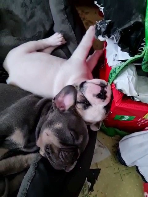 looking for forever loving home