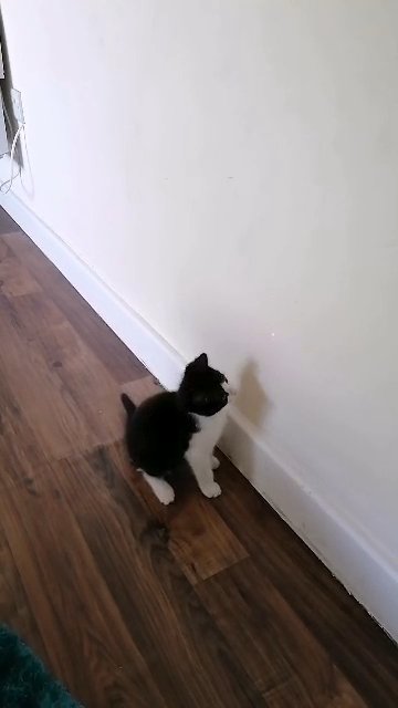 Fluffy milo for sale