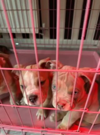 Beautiful American Pocket Bullies