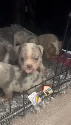 Old Tyme English Bulldogs Puppies NEBBR
