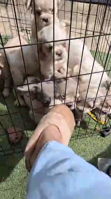 ? Fluffy Frenchie Visual Rear Breed