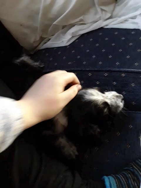 needs new home today 10 week old puppy in Ipswich