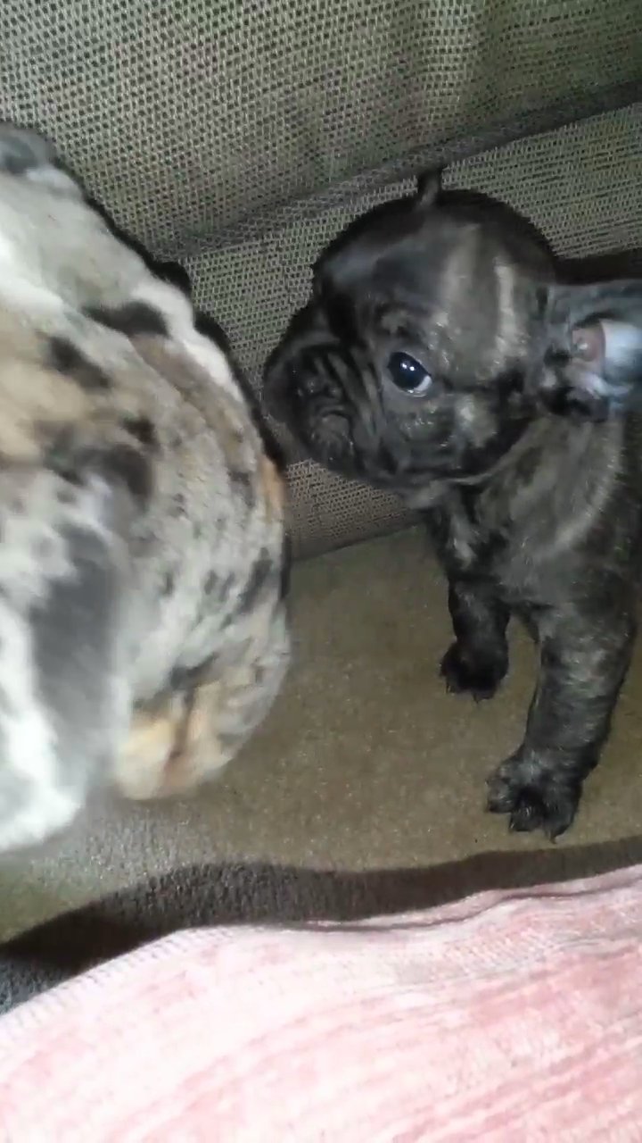 frenchie cross pugs for sale