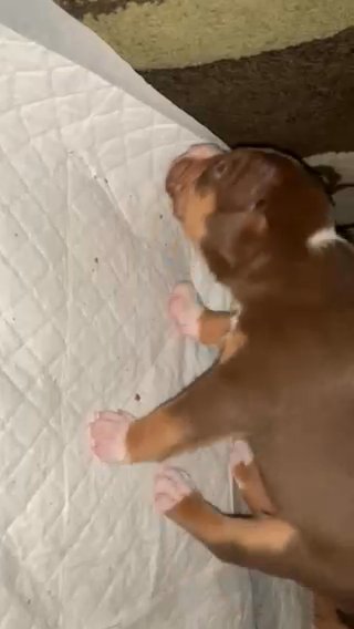 Pocket Bully X Stuffy Puppies