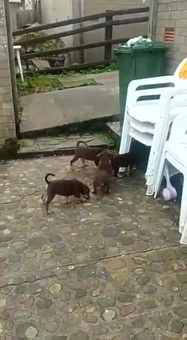 Chocolate  Dog Pup
