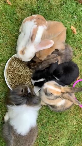 last few bunnies