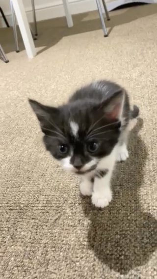 Adorable kitten