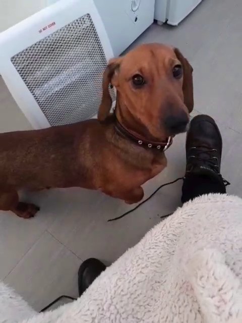 dachshunt puppy dog
