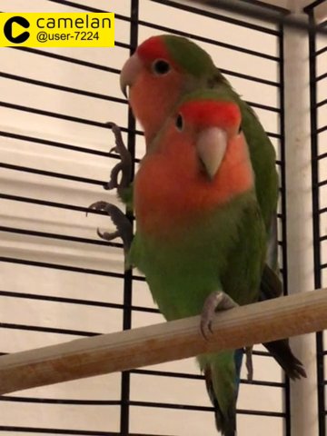 2 lovebirds