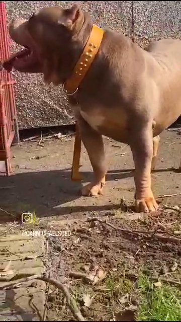 Elite Bully Squads Ace available to Stud