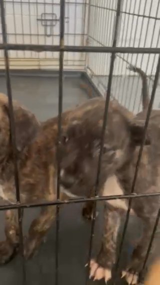 Staffordshire X Bullmastiff