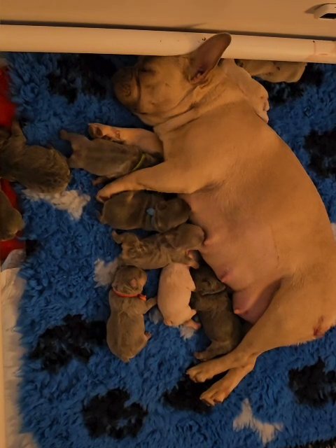 last boy stunning boy kc registered frenchies