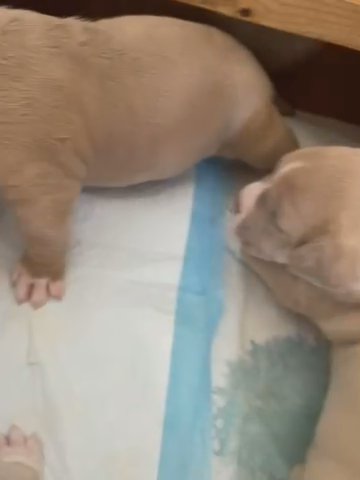 American Bully Top Blood Lines READY NOW