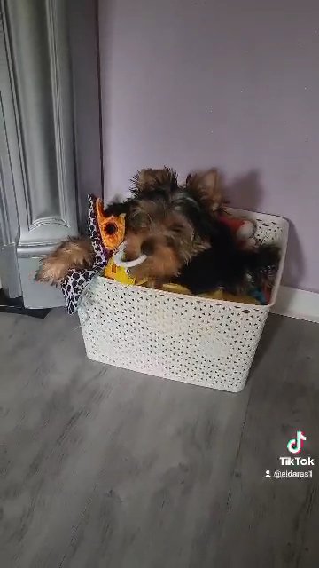 pedigree miniature Yorkshire terriers girl