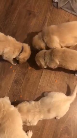 kc Registred Gorgeous Puppies