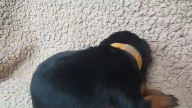 miniature pinscher puppy female